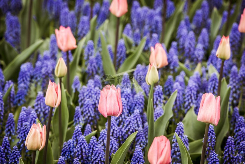 粉色的花朵混合荷兰粉红郁金香和Muscarihyacinth田地图片