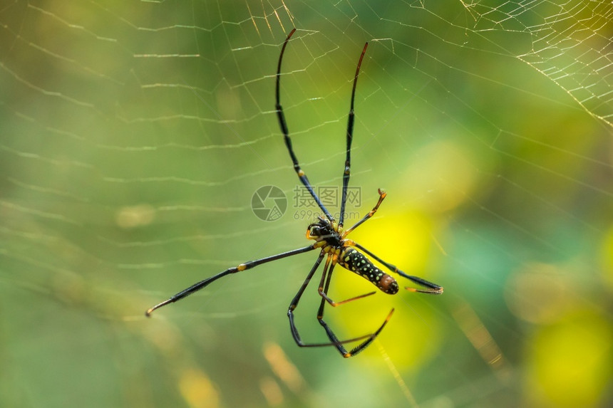 金蜘蛛网编织大纤维捕捉昆虫户外木头动物图片