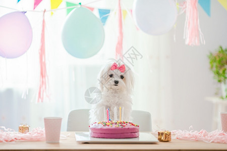 古怪的有粉红弓和生日蛋糕的可爱小白狗有粉红弓和生日蛋糕有蜡烛节日彩色背景气球蝴蝶结和生日蛋糕复制展示背景图片
