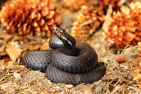 毒液动物准备攻击Viperaberus雌毒蛇的防御阵地女有鳞图片
