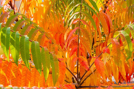 季节夏天植物学秋以绿色和橙为颜的叶子贴近用作背景的好意可以来做背景图片