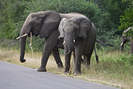 环境非洲大象站在南非克鲁格公园的一条路上非洲大象典型的保护图片