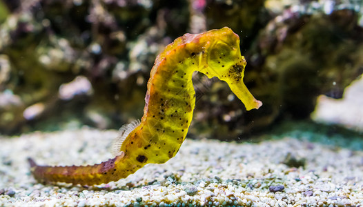 野生动物黑色斑点的普通黄河口海马画像来自非太平洋的热带水族馆宠物礁石下背景