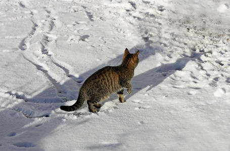 白色的动物捕猎和冷冻的爪子在雪地上行走有条纹的哺乳动物图片