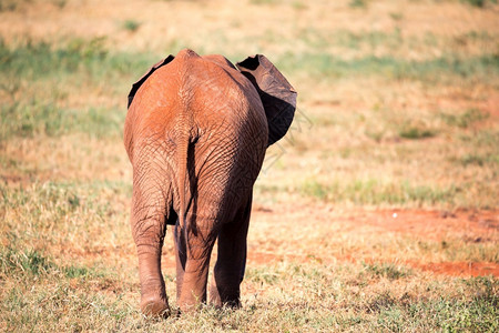 常设一头红色大象在草原上走开一头红色大象在草原上走开生活保护图片