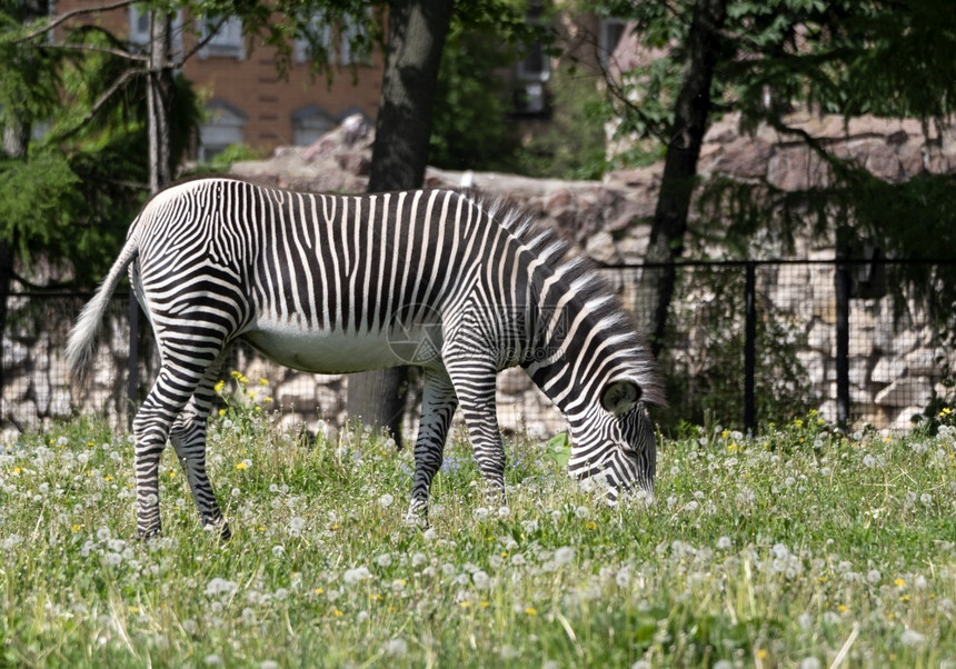 动物园吃新鲜绿草的非洲美丽斑马吃新鲜绿草的非洲美丽斑马稀树草原毛皮图片