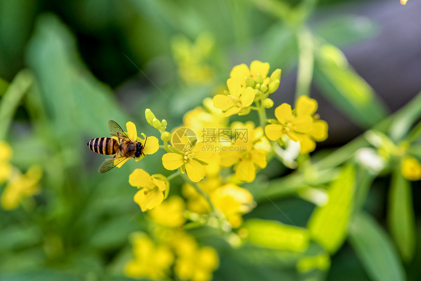 蜜蜂在油菜花上图片