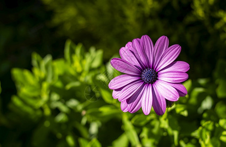 自然花朵紧贴紫或立其明亮的瓣以绿调背景丰富多彩的图片