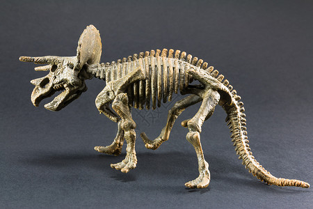 达尔文古生物学黑色背景的三角形化石恐龙骨架模型玩具头背景