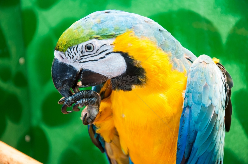 热带蓝黄色MacawAraararauna拉丁名是一个美丽的鹦鹉由拉丁文翻译意为Ararauna蓝金濒危丛林图片