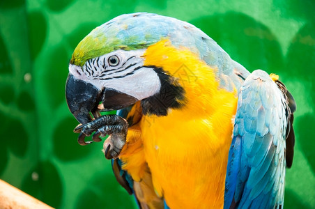 热带蓝黄色MacawAraararauna拉丁名是一个美丽的鹦鹉由拉丁文翻译意为Ararauna蓝金濒危丛林背景图片
