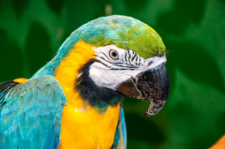 蓝黄相间长尾小鹦鹉可爱的蓝黄色MacawAraararauna拉丁名是一个美丽的鹦鹉由拉丁文翻译意为Ararauna蓝金背景图片
