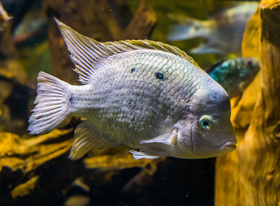 海洋水族馆关闭美洲亚特兰斜坡上的热带白鱼乌苏马辛塔图片