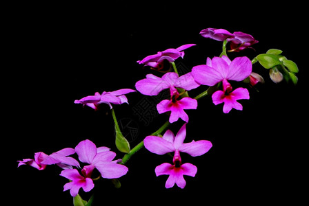 地面美丽的粉红色卡兰特红宝石田地兰花室内植物稀有的图片