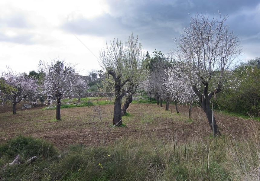 植物阳光农村盛开的杏仁树马略卡岛2月西班牙巴利阿里群岛马略卡的蓝天乡村景观中盛开的杏仁树图片
