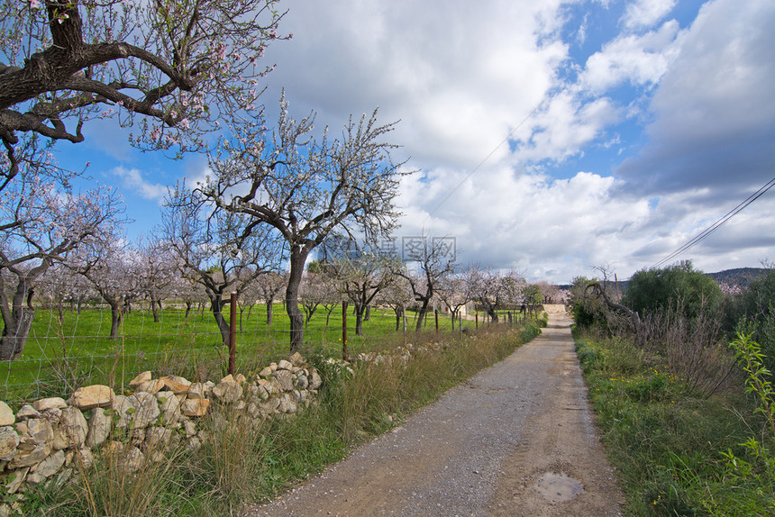 盛开的杏仁树马略卡岛2月西班牙巴利阿里群岛马略卡的蓝天乡村景观中盛开的杏仁树象征徒步旅行欧洲图片