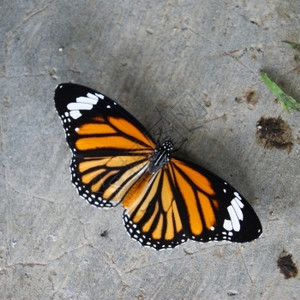 迁徙的泰国常见通用虎蝴蝶Danausgenutia花瓣喂食图片