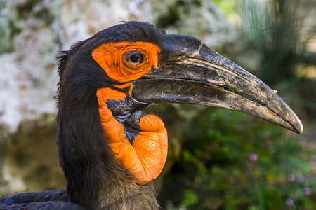 铅贝特里动物园来自非洲的热带鸟种易受感染的动物种它们来自非洲濒临绝食的热带鸟类品种脸图片