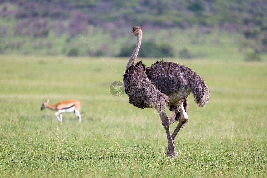 喙鸵鸟正在肯尼亚乡村的草地上吃鸵鸟正在肯尼亚乡村的草地上吃白色的鸟类图片