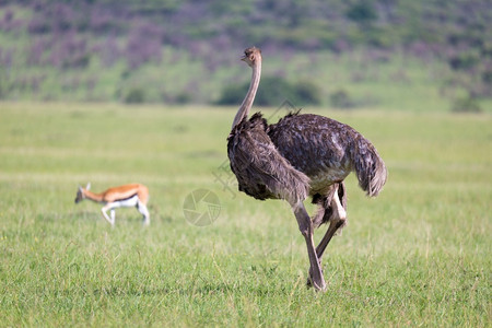 喙鸵鸟正在肯尼亚乡村的草地上吃鸵鸟正在肯尼亚乡村的草地上吃白色的鸟类图片