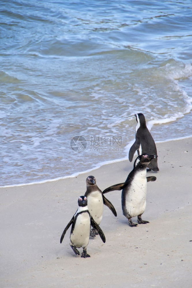 生物多样态旅游绿非洲企鹅Spheniscusdemersus博尔德人企鹅殖民地表山公园南非开普敦图片