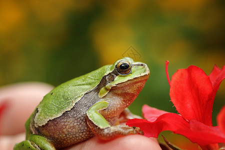 野生动物青蛙背景图片