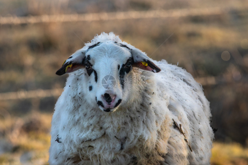 观察动物细节本特海姆绵羊正面特写本海姆绵羊正面图片