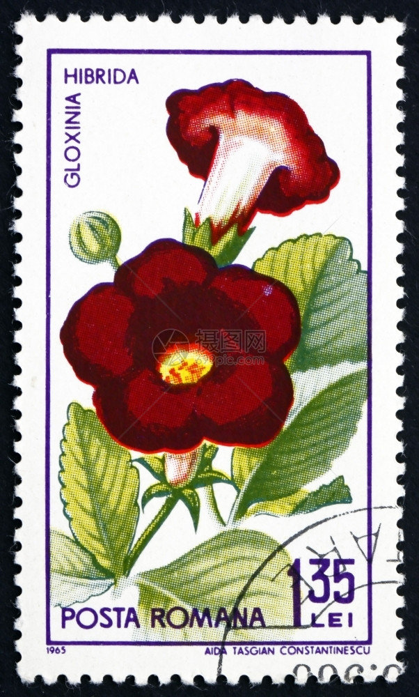 打印陈年复古的罗马尼亚大约1965年罗马尼亚印有一张邮票显示GloxiniaHibridaSinningiaSpeciosa植物图片