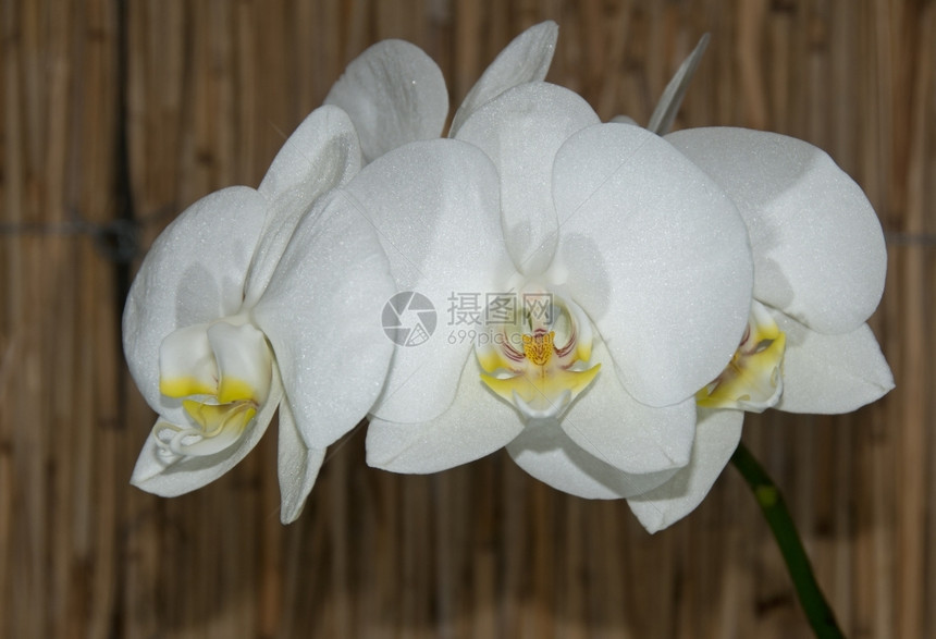 象征浪漫的蝴蝶兰竹背景白色花图片