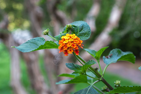 开花夏天盛黄色马缨丹卡拉图片