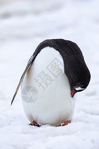 近身可爱企鹅正在用雪地南极风景中的红嘴唇清洗羽毛喙卫生黑色的图片