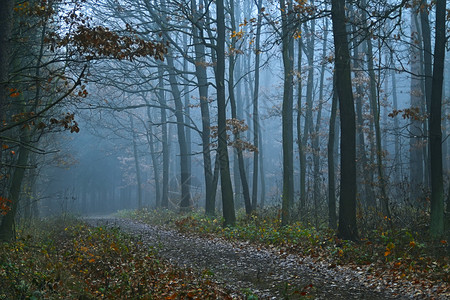 公园不祥的黄昏清晨森林神秘状况令人惊叹图片