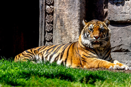 美丽的凶猛孟加拉虎平静地摆出孟加拉虎的奇妙标本哺乳动物图片