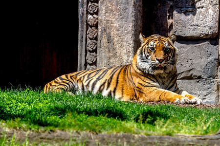 野猫科动物孟加拉虎平静地摆出孟加拉虎的奇妙标本兽图片
