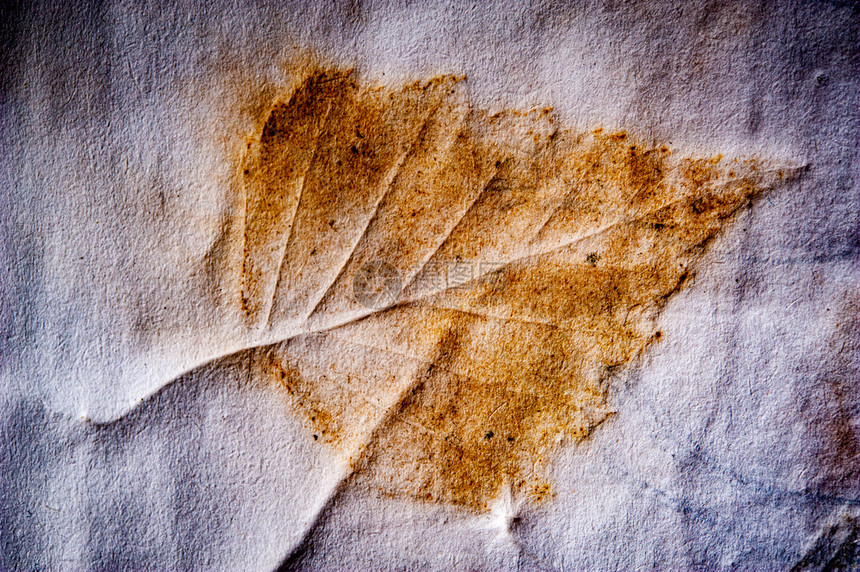皱纸上植物叶子的真实质感不是艺术简单的背景绿叶粗糙的染料打印简单的背景复制空间干燥树图片