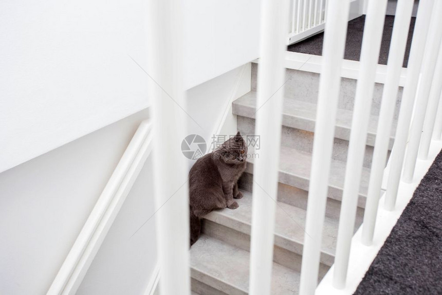 国内的脸灰色纯种英国猫坐在现代住宅的楼梯上特写灰色纯种英国猫坐在现代住宅的楼梯上甜图片
