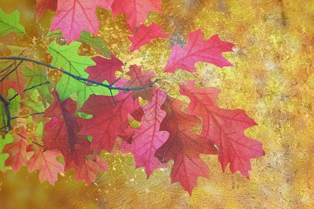 金子被艺术困扰的秋天形象在金树林上划红叶子自然肮脏的图片