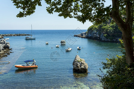 拉斯皮树叶爱琴海高清图片
