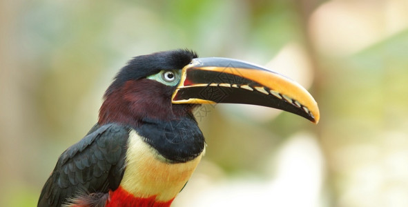 阿瓜阿马加森林翼舌鱼高清图片