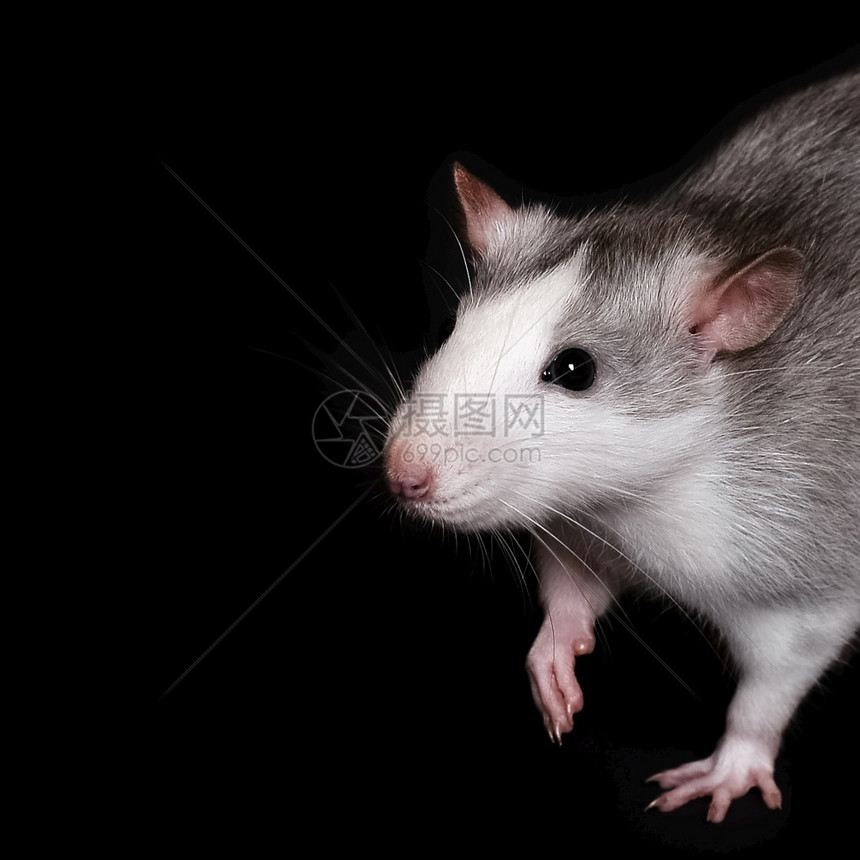 头发哺乳动物毛茸长尾老鼠在看着摄影机Petshop横幅灰鼠肖像在黑色背景上被孤立的Graylager肖像红底老鼠被捕获的Rode图片