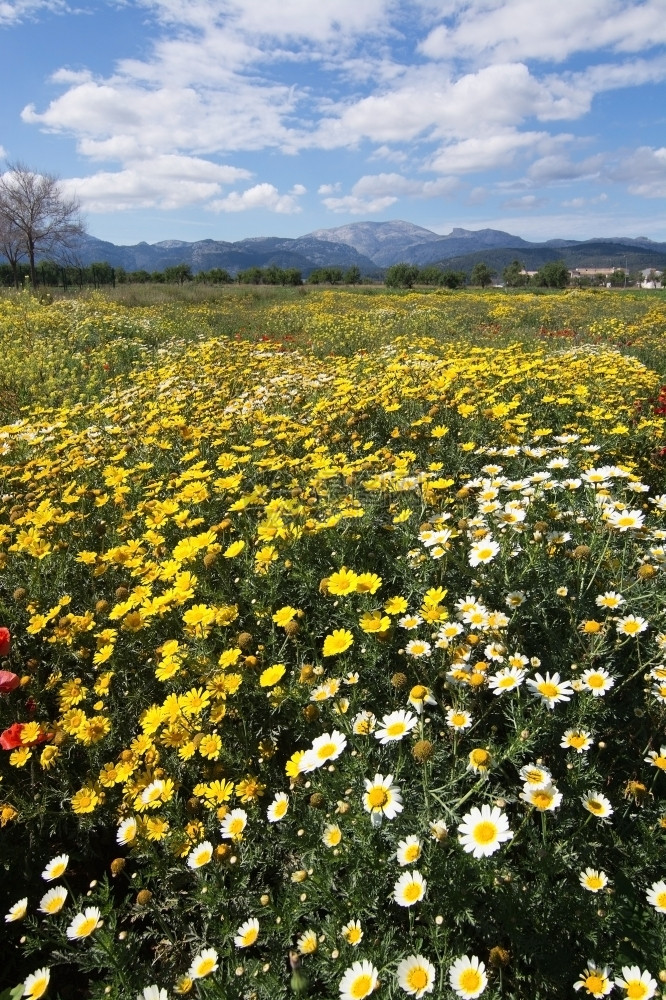 4月初在西班牙马洛卡巴利阿里群岛的马洛卡来里加和莱卡以红色绿和黄田以及特拉蒙塔纳山脉为盛开的春天地貌四月初田园开花海滩图片