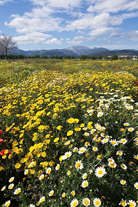 寒风初来4月初在西班牙马洛卡巴利阿里群岛的马洛卡来里加和莱卡以红色绿和黄田以及特拉蒙塔纳山脉为盛开的春天地貌四月初田园开花海滩背景