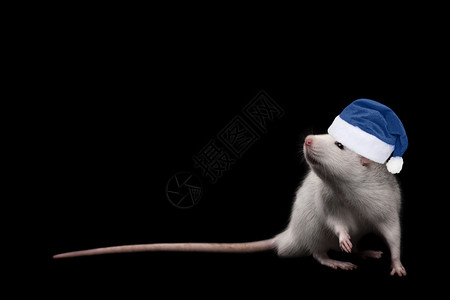 蓝色老鼠耳朵穿着蓝圣诞帽子的小毛白老鼠孤立在黑色背景上红皮肤宠物养猪整条内脏老鼠紧贴近身老鼠正在看着摄影机年轻有趣的灰色老鼠在蓝圣诞帽子上害背景