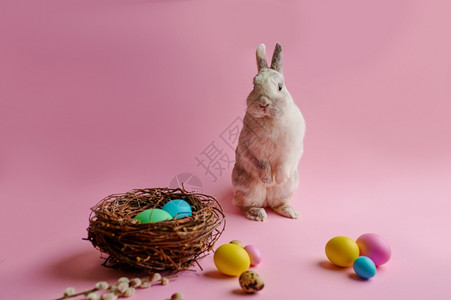 兔子和彩色装饰图片