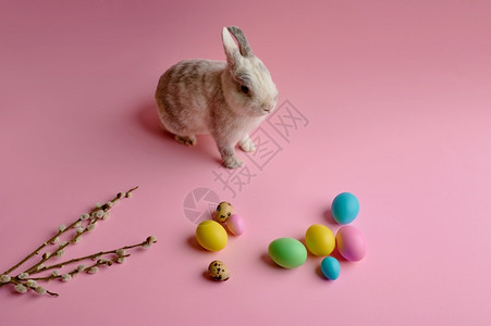 兔子和彩色装饰图片
