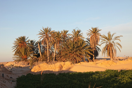 非洲旅行撒哈拉沙漠的早晨绿洲图片