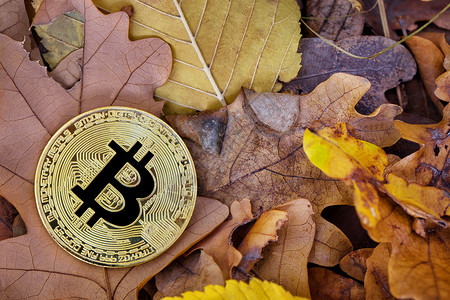 矿业钱市场秋天树叶上的金比特币秋天树叶上的金比特币图片