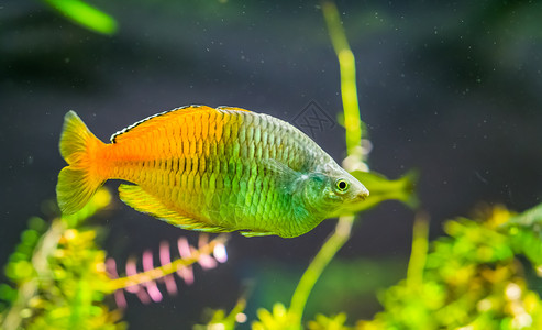 褐蛉科水族馆黑毛虫高清图片