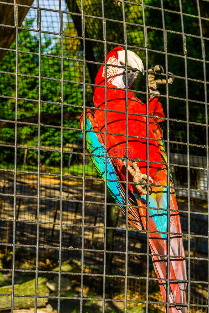 已知坐在美洲热带鸟的栅栏上养殖业中受欢迎的宠物笑声在野生植物中肖像图片