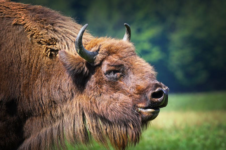 脸大型雄欧洲野牛肖像BisonBonasus动物群灭绝图片